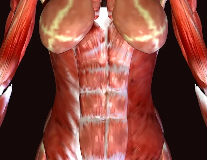 Ilustracja mięśnia płaszczkowatego męskiego w 3D