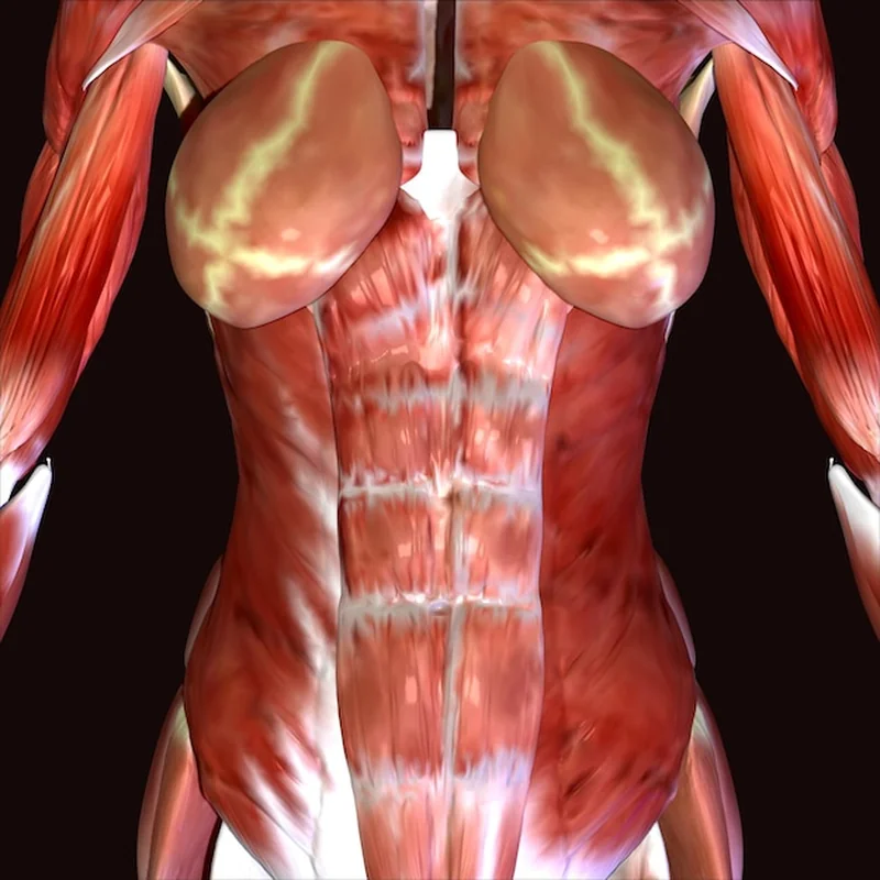 Ilustracja mięśnia płaszczkowatego męskiego w 3D